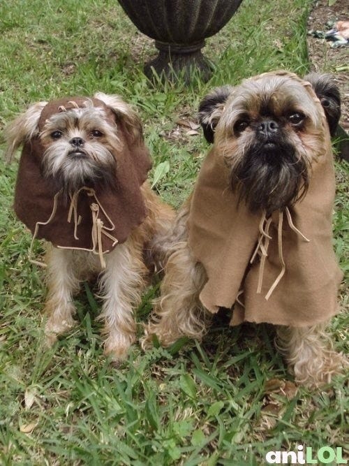 Ewok shop outfit dog